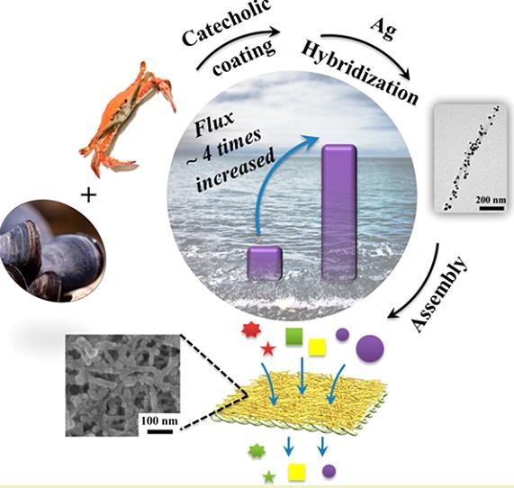 Catecholic coating and silver hybridization of chitin nanocrystals for ultrafiltration membrane with continuous flow catalysis and gold recovery. Wang, Y., Zhu, L., You, J., Chen, F., & Li, C. (2017). ACS Sustain. Chem. & Eng, 5(11), 10673-10681.