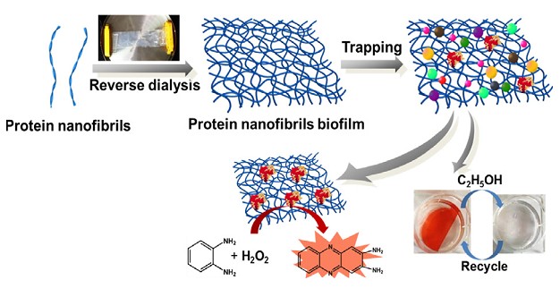 Supramolecular proteinaceous biofilms as trapping sponges for biologic water treatment and durable catalysis. Wu, X., Han, X., Lv, L., Li, M., You, J., & Li, C. (2018).Journal of colloid and interface science, 527, 117-123.